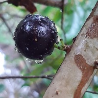 Plinia cauliflora (Mart.) Kausel